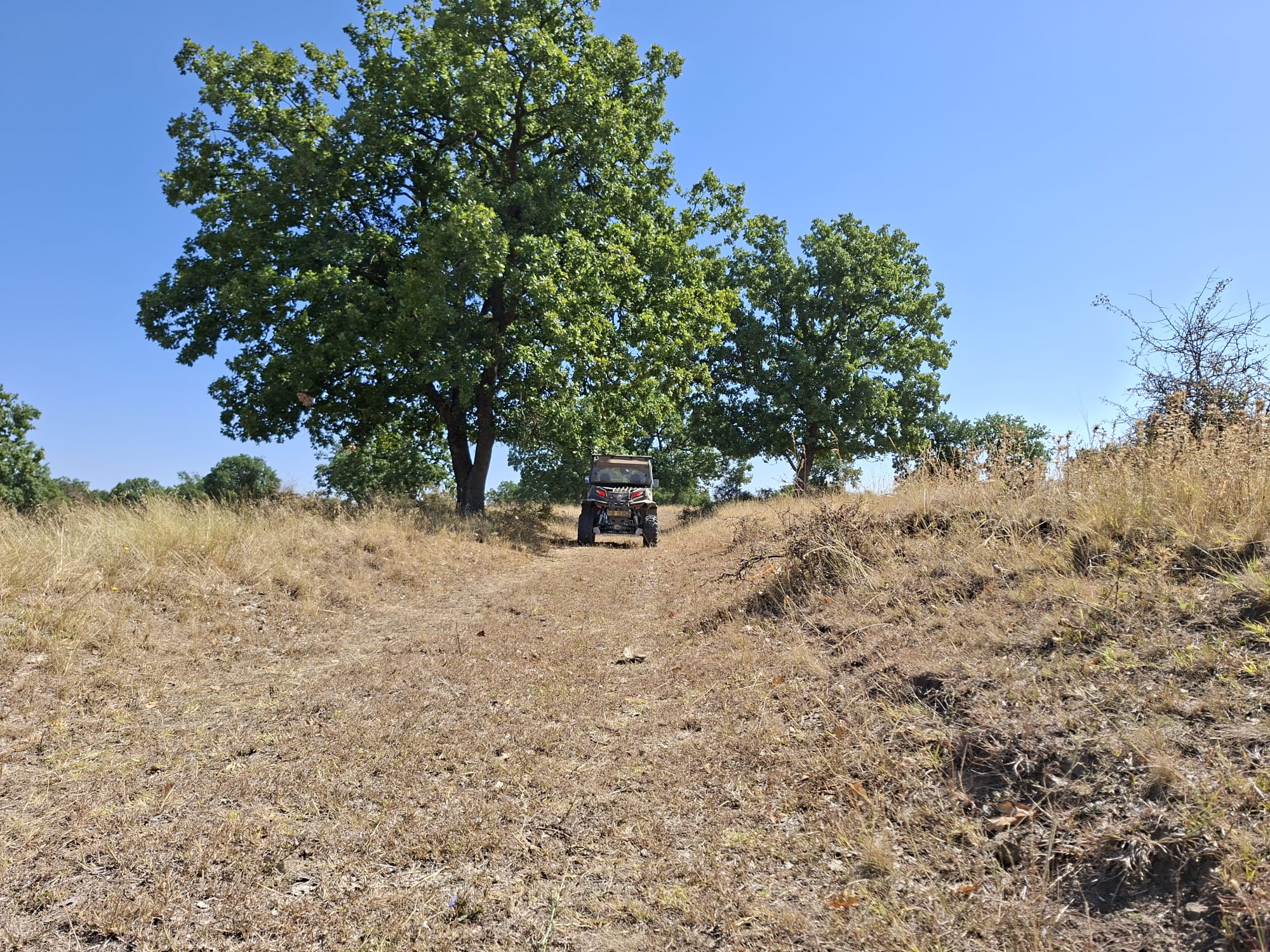 Vehicul off-road pe un drum printre stejari